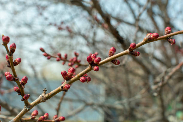istock swollen buds on tree branches in the garden in spring 1144276319