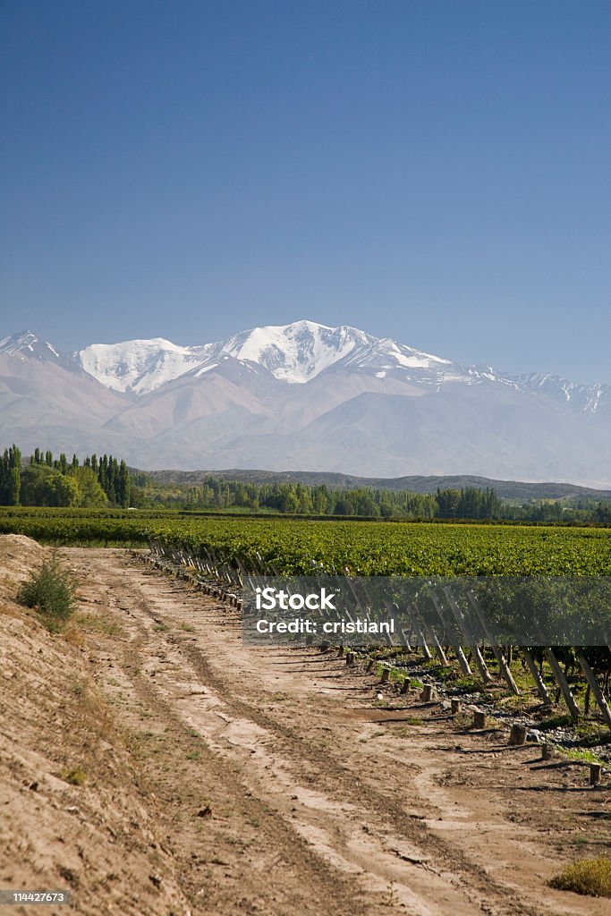 Viñedos de Mendoza Argentina - Foto de stock de Malbec libre de derechos