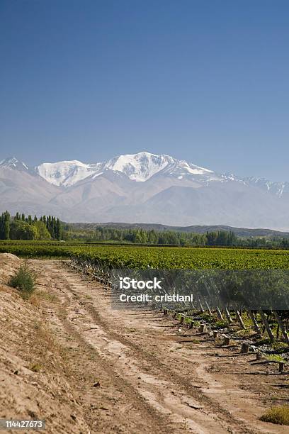 Viñedos De Mendoza Argentina Foto de stock y más banco de imágenes de Malbec - Malbec, Agricultura, Aire libre