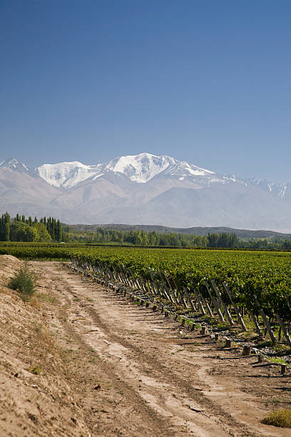 istock Vineyards in Mendoza Argentina 114427673