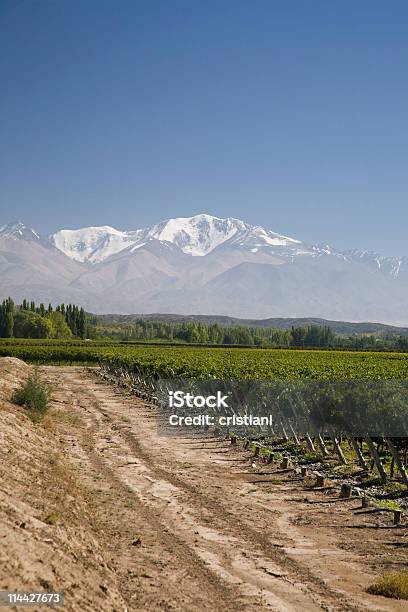 Vinhas Em Mendoza Argentina - Fotografias de stock e mais imagens de Malbec - Malbec, Agricultura, Ao Ar Livre