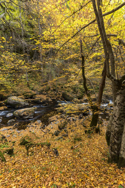 istock View of Devin river gorge, Rhodope Mountains, Bulgaria 1144277097