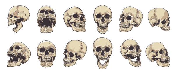 ilustraciones, imágenes clip art, dibujos animados e iconos de stock de anatomía skulls vector set - pencil drawing drawing anatomy human bone