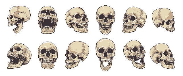 Hand-drawn Anatomical Skulls Vector Set.