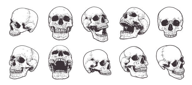 ilustraciones, imágenes clip art, dibujos animados e iconos de stock de anatomía skulls vector set - pencil drawing drawing anatomy human bone