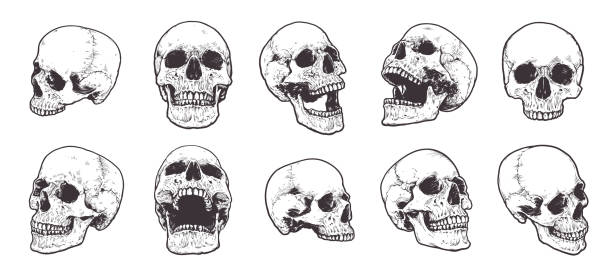 illustrations, cliparts, dessins animés et icônes de crânes anatomiques vecteur ensemble - crâne