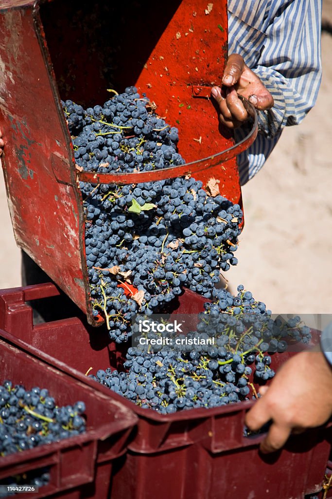 Harvest - Foto de stock de Agricultor libre de derechos