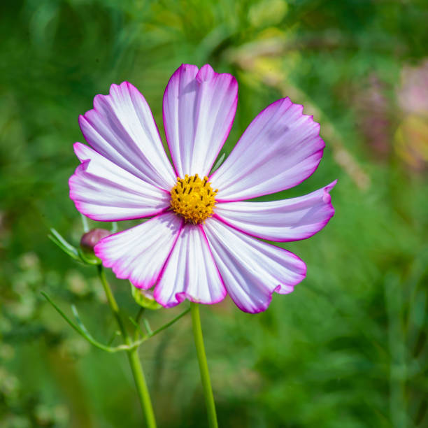 istock Pink flower cosmos Versailles on a green background 1144277404
