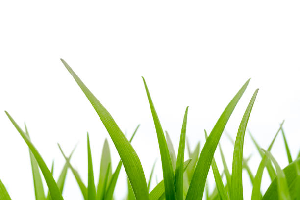 istock Stems of green grass on a white background. 1144279013