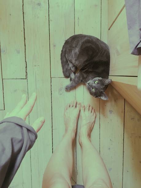istock kitten is lying on the floor at human feet. 1144279500