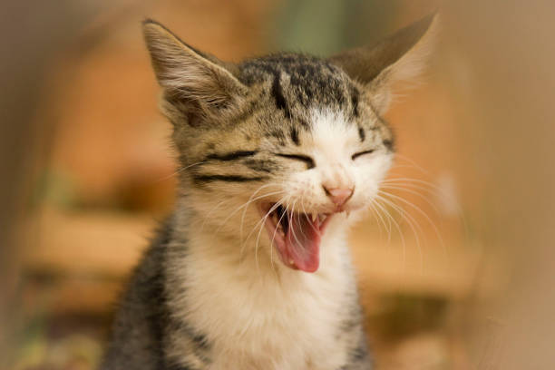 istock Cute yawning baby cat 1144281825