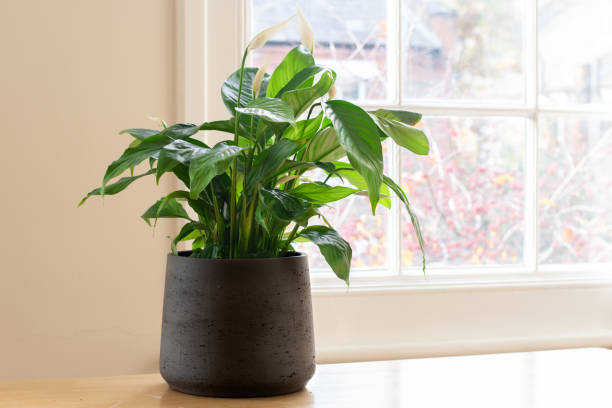 Peace lily plant in a bright home House plant next to a window, in a beautifully designed interior. peace lily photos stock pictures, royalty-free photos & images