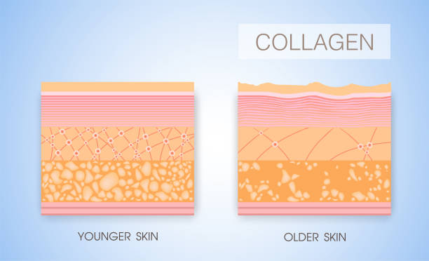 Collagen ,skin vector Collagen ,skin vector collagen stock illustrations