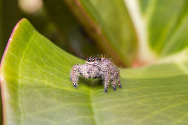 istock Jumping Spider Hyllus Sp. Female 1144282092
