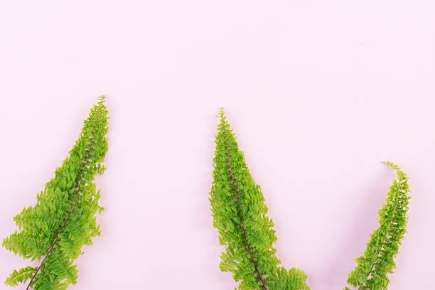 istock Fern branches pattern on pink background. Flat lay, top view. Free space for your text. 1144282874