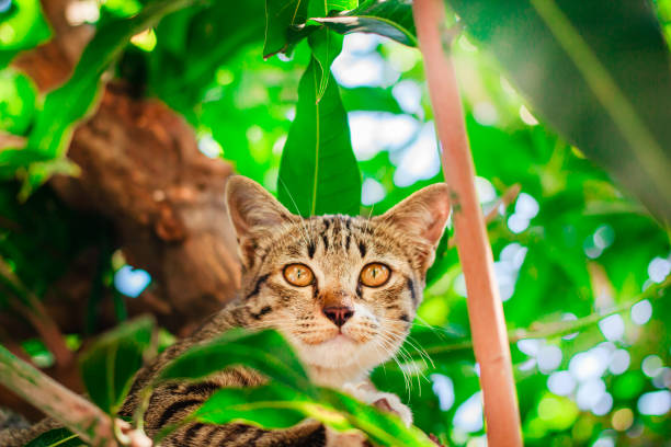 istock Cute tabby Kitten Relaxing on top of Tree. 1144283220
