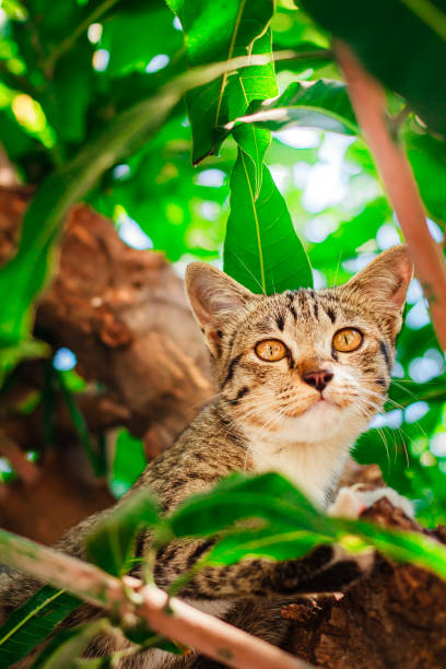 istock Cute tabby Kitten Relaxing on top of Tree. 1144283232