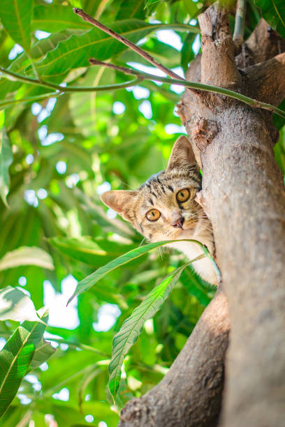 istock Cute tabby Kitten Relaxing on top of Tree. 1144283244