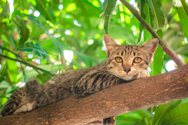 istock Cute tabby Kitten Relaxing on top of Tree. 1144283273