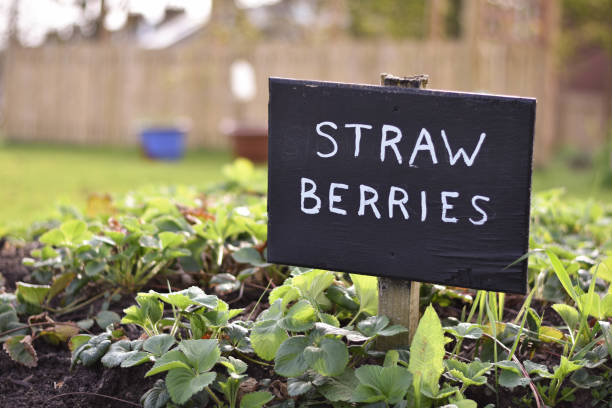 istock A home Strawberry garden patch 1144283287