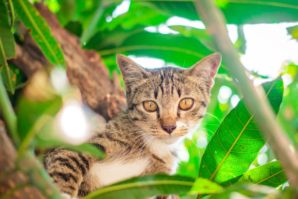 istock Cute tabby Kitten Relaxing on top of Tree. 1144283292
