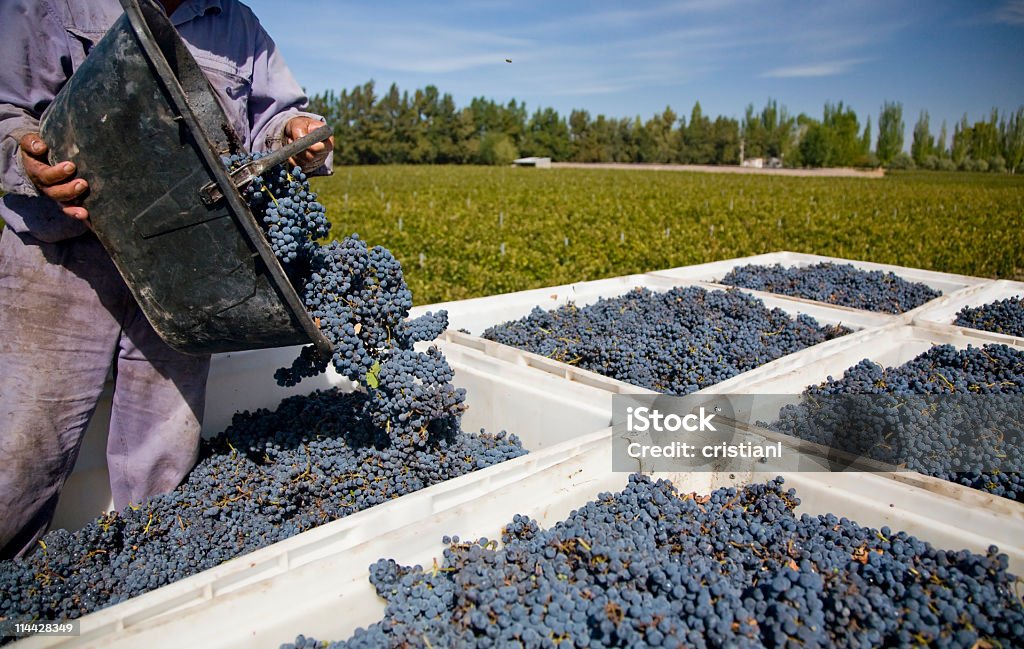 Hombre de recolección de uvas - Foto de stock de Adulto libre de derechos