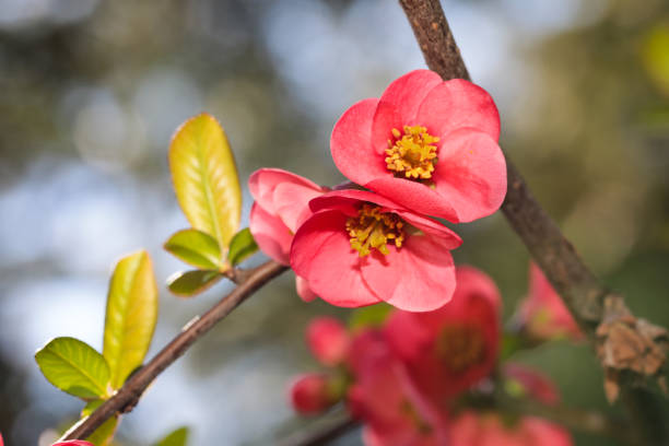 blooming Japanese plum flowers in spring time close up view - Image