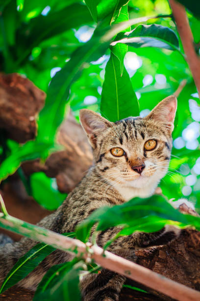 istock Cute tabby Kitten Relaxing on top of Tree. 1144283517