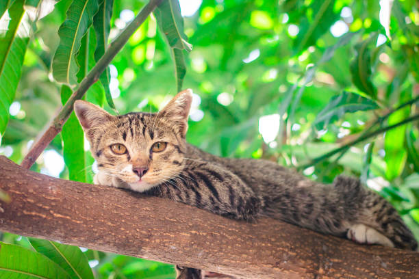 istock Cute tabby Kitten Relaxing on top of Tree. 1144283545
