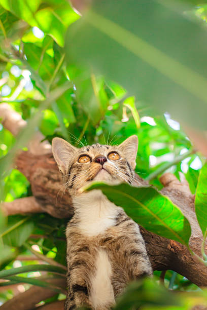 istock Cute tabby Kitten Relaxing on top of Tree. 1144283550