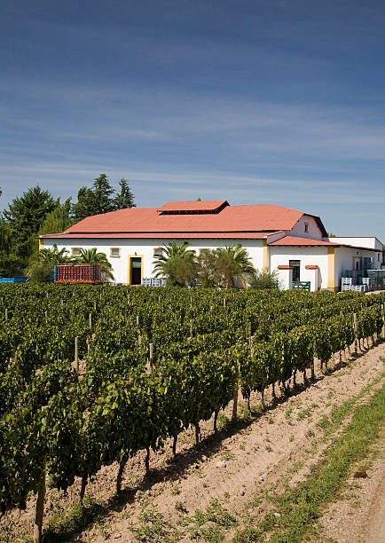 Tasting red wine, in front of beautiful vineyards.