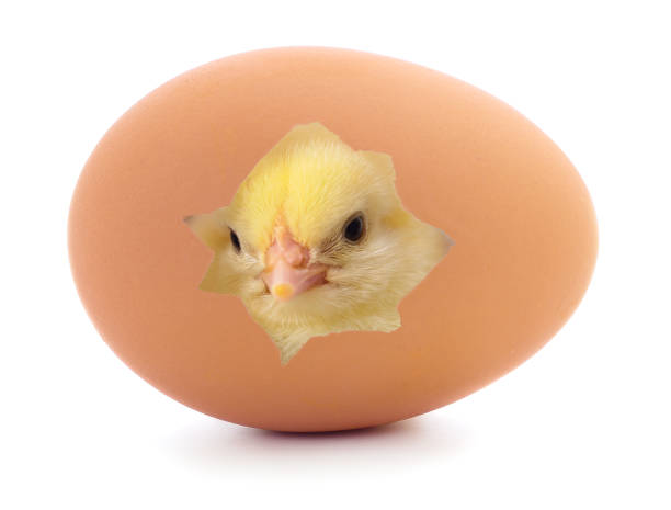 Chicken coming out of a brown egg isolated on a white background.