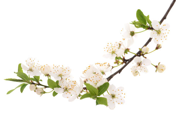 istock Flowering branch of cherry. 1144284619