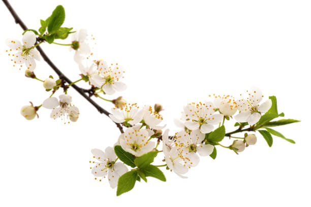 istock Flowering branch of cherry. 1144284630