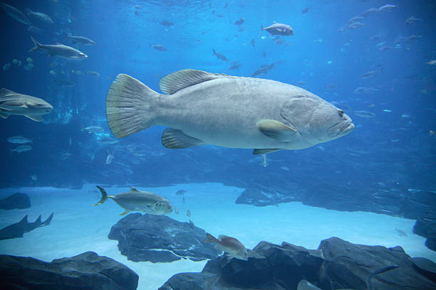 istock fishes in Atlanta's aquarium 114428519