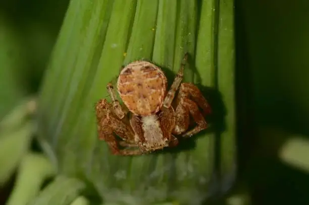 Photo of Crab spider