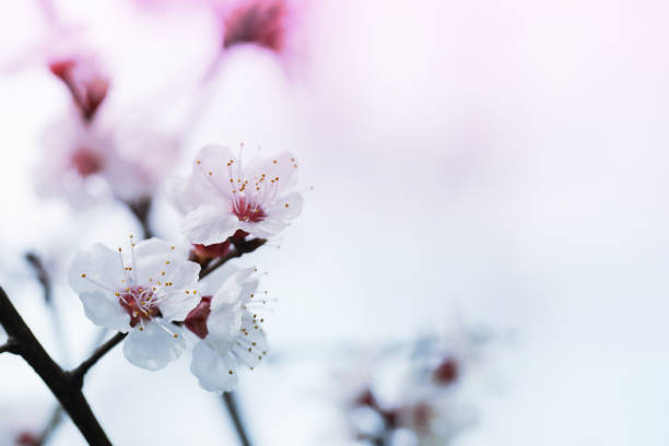 istock blooming  flower in spring time close up view - Image 1144285268