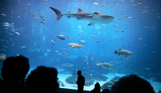 shark in Atlanta's aquarium  fish tank stock pictures, royalty-free photos & images