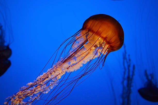 água-viva - jellyfish - fotografias e filmes do acervo