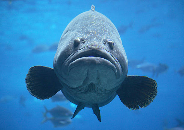 Giant goliath grouper in blue water big jewfish or giant goliath grouper ugly animal stock pictures, royalty-free photos & images