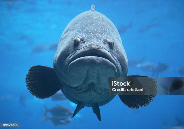 Giant Goliath Grouper In Blue Water Stock Photo - Download Image