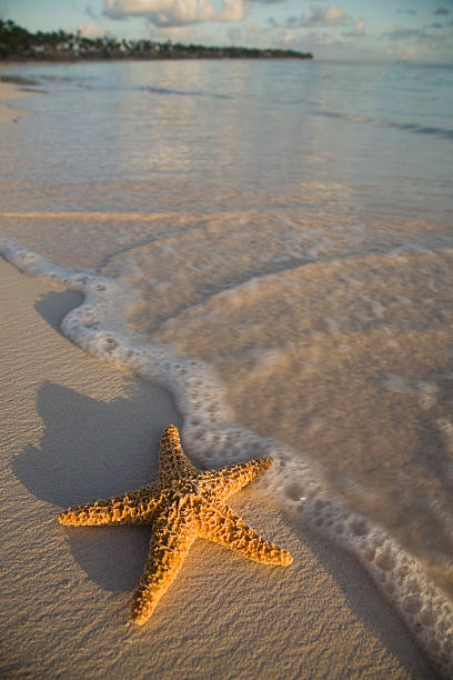 istock Starfish in Dominican Republic 114428601