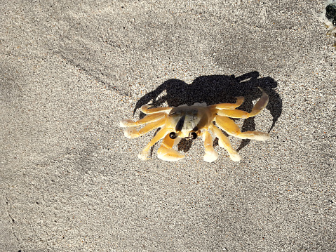 Ghost crab (Ocypode Quadrata), Alagoas, Brazil