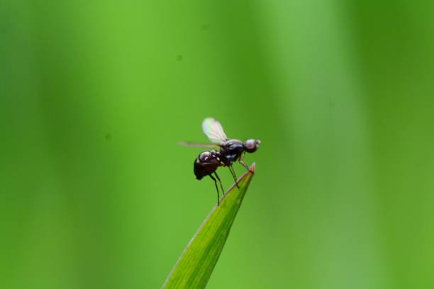 mücke - midge stock-fotos und bilder