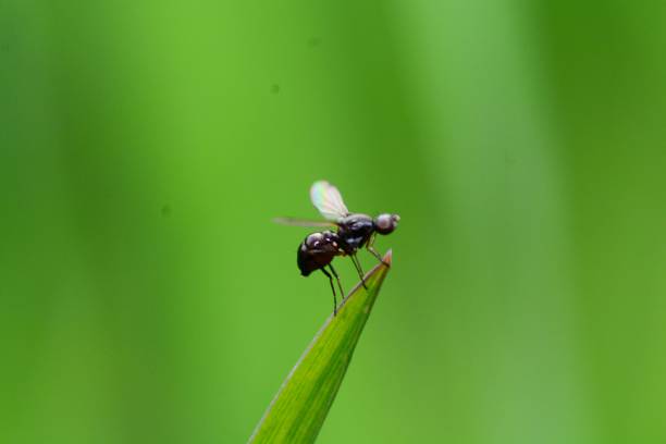 Midge Sepsidae midge fly stock pictures, royalty-free photos & images