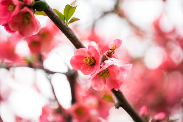 istock Pink flowers on branch of tree in spring. 1144287844
