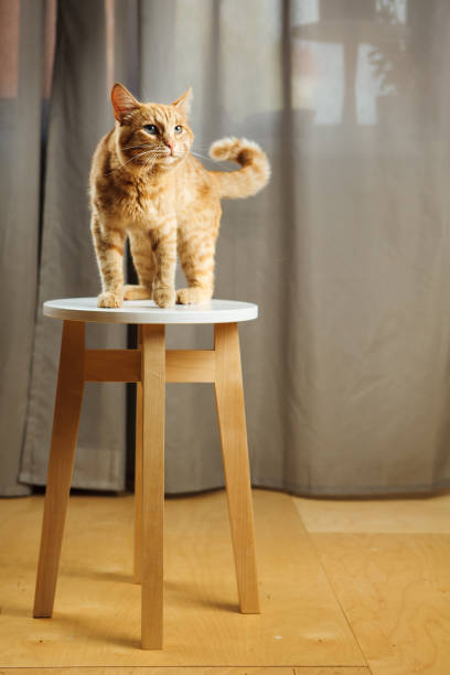 istock Cute red cat standing on chair going to stol something 1144287877