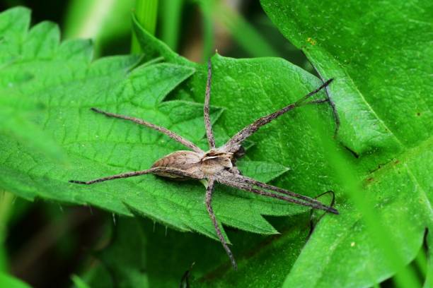 istock Eurasian garden spider 1144288061