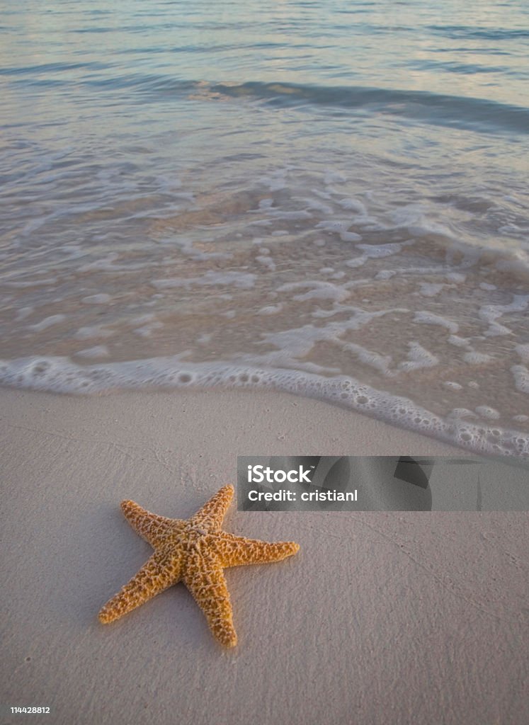 Морская звезда на пляж - Стоковые фото Без людей роялти-фри