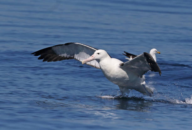 Northern Royal Albatross (Diomedea epomophora)